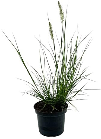1 Stück Pennisetum alopecuroides 'Hameln' von Intragarten | Lampenputzergras - Ziergras | winterhart im Topf 1,5 Liter