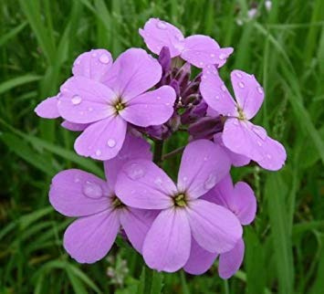 25 Semillas Frescas - púrpura Dames Rocket Semillas - Lila púrpura de Las floraciones