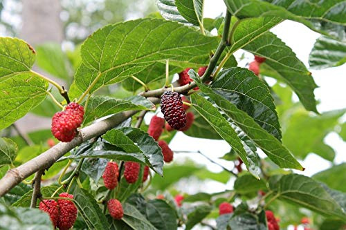 Rote Maulbeere Morus rubra Pflanze 5-10cm Maulbeerbaum Obstbaum Obstpflanze