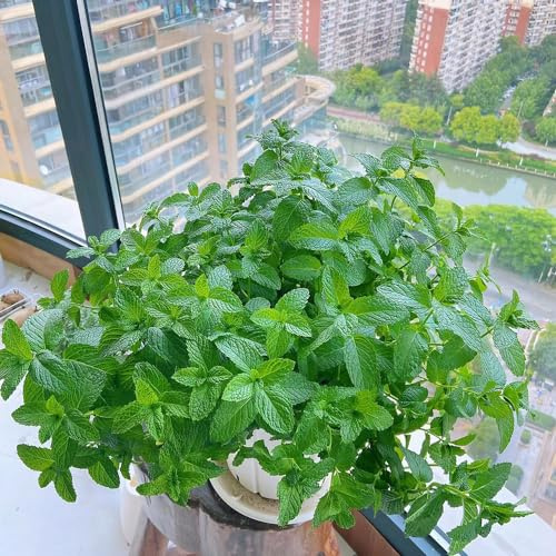 semi di menta - biologici balcone decorative da giardino resistenti perenni 100pcs