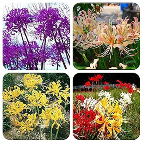 Lycoris radiata bulbi/miste/Radici selezionate di hosta/resistenti al freddo e alla siccità/adatte per la decorazione di giardini e balconi【NVNJHJN】-15 bulbi-A