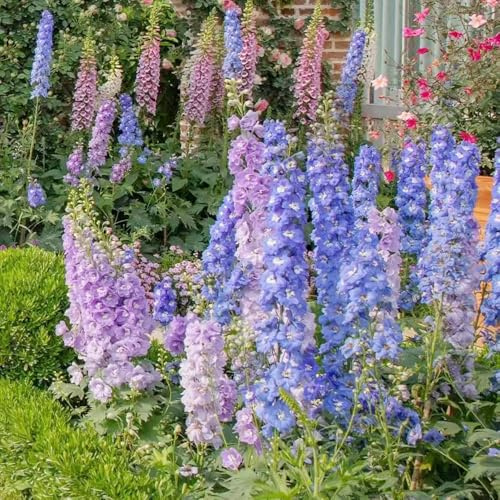 rittersporn bonsai topf wildblumen balkonblumen biosaatgut balkonpflanzen frühling blumensamen balkon schnittblumen balkonpflanze exotische zimmerpflanzen sommerblumen dachbegrünung 225samen