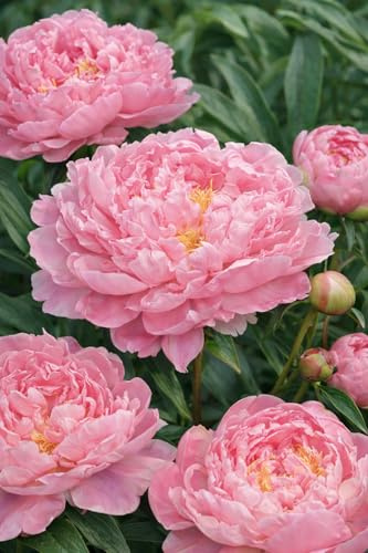 Pfingstrose 'Sarah Bernhardt' – Duftende Edel-Paeonie im 1L Topf | Paeonia lactiflora | Winterharte Gartenstaude mit üppiger Blüte, ideal für Beete & Vasenschnitt