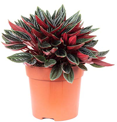 Peperomia - Pianta da appartamento Smit Rosso, facile da pulire, altezza ca. 15 cm, diametro vaso 10,5 cm