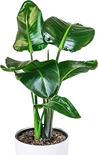 Strelitzia Nicolai | Oiseau de Paradis Blanc | Plante Dépolluante d'intérieur en Pot