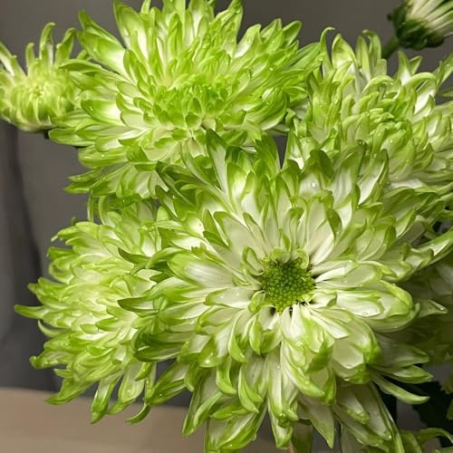 chrysanthemen blumengarten balkon deko herbstpflanzen winterhart blühend gartendeko für draußen kräutersamen pflanztöpfe exotische zimmerpflanzen indoor garten blumenwiesensaat 200samen
