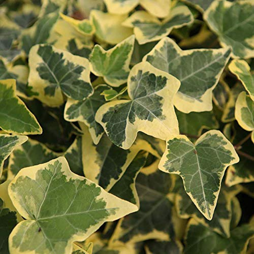 Thompson & Morgan Hardy Evergreen Climber Ivy Shrub Hedera Helix ‘Goldchild’, Potted Garden Plants Ideal for Cottage Gardens, Walls, Fences, Patio and Containers (2 x 3 Litre Pots)