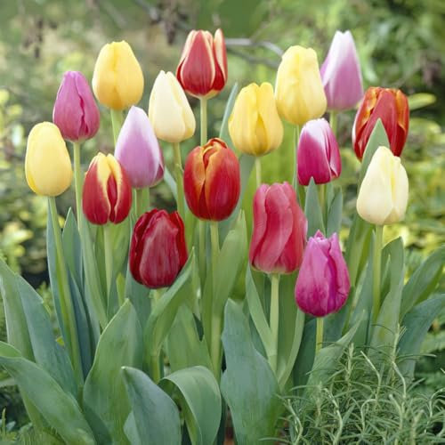 12 Tall Mixed Tulip Bulbs - Perennial Bloomers for Vibrant Garden, Patio, or Decking - Sturdy & Tall - Ideal as Cut Flowers in Spring Splendour - Cultivated for UK Climate Conditions