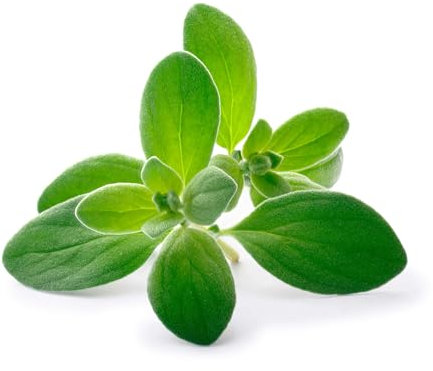 Semi MAGGIORANA GENTILE In Busta Ermetica MADE IN ITALY Qualità superiore con 95% di germogliazione con istruzioni