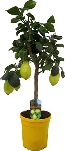 DECOALIVE Limonero Cuatro Estaciones Árbol Natural Árbul Frutal