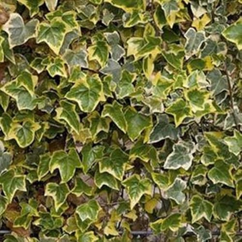 6x Efeu - Hedera helix ‘Marginata Elegantissima’ - 9x9 cm Topf - Weißbunte Blätter