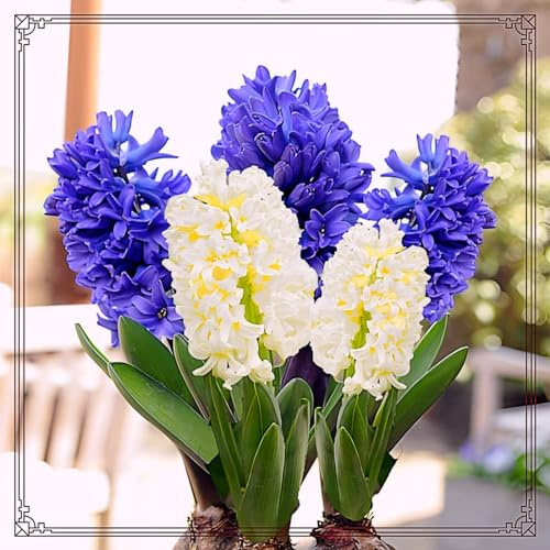 Hyacinth Bulbs Mix Golden Jade Carving Feels Perfect UK Now Simple Planting Perennial Strong Plants That Grow Well for Planting Now UK