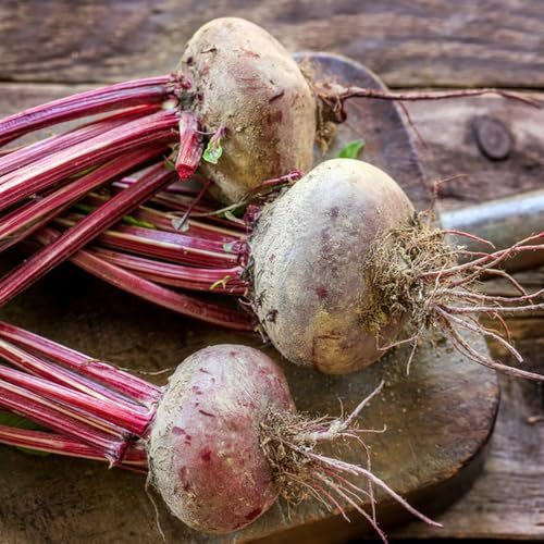 Semillas de remolacha orgánicas, Semillas de remolacha, Beta vulgaris, raras 250pcs