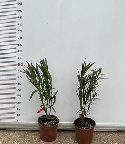 PIANTA DI OLEANDRO SALMONE VASO 18 altezza 30/40 cm (foto reale)