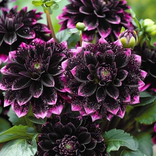Tolera el frío.Hojas altas y grandes. Dalias que no requieren pregerminación, Dalias Rizoma, Perfectas para Jardines, 8bulbos -A