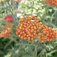 3 x Achillea millefolium 'Walter Funcke' Yarrow Cottage Garden Perennial Plug Plants