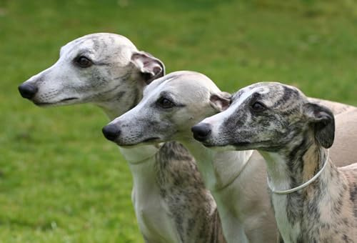 OZLHSP Pusselram 500 bitar Greyhound Djur 52x38cm