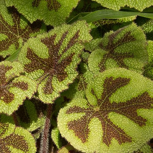 semi di campanula viola, heuchera, in vaso rara rampicante giardino tappezzanti in vaso rialzata decorazioni giardino per esterni 60pcs