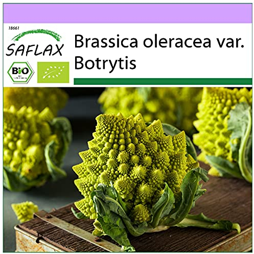 SAFLAX - Organic - Cauliflower - Romanesco - 50 Seeds - Brassica oleracea VAR. botrytis