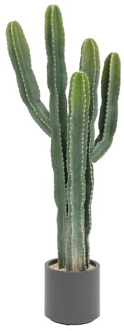 Atmosphera - Cactus Exotic Panama