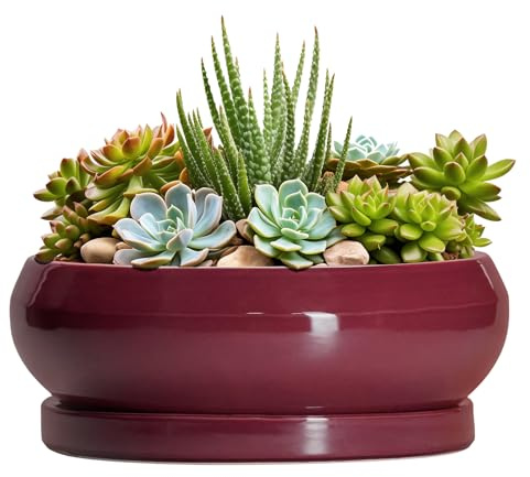 EPFamily Sukkulententententöpfe – 20,3 cm Bonsai-Töpfe für drinnen und draußen, Flacher Keramik-Pflanztopf mit Ablaufloch und Untersetzer, runde Blumen-Sukkulenten-Pflanzgefäße, Wohnungsdekoration