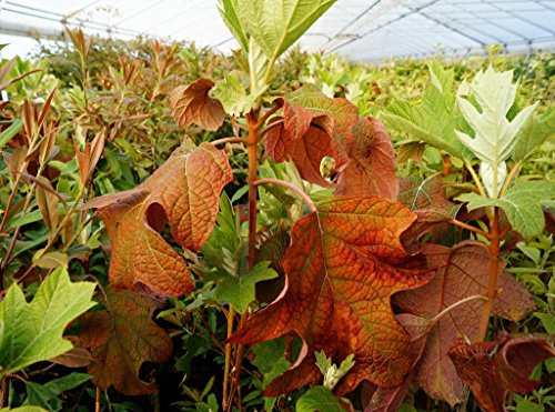 Hortensie Eichenblatthortensie Pee Wee Hydrangea quercifolia Pee Wee 40-60 cm hoch