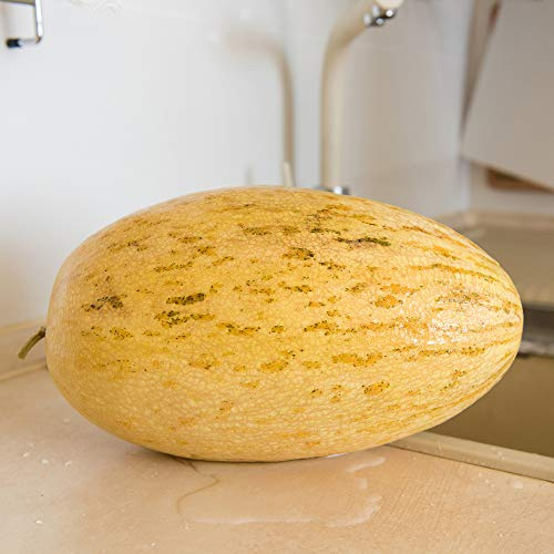 Melon Seeds - Banana - 1 Oz ~840 Seeds - Cucumis melo - Farm & Garden Vegetable/Fruit Seeds - Non-GMO, Heirloom, Open Pollinated, Annual