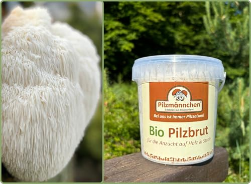 Bio Pom Pom/Löwenmähne Substratbrut - Pilze selber züchten