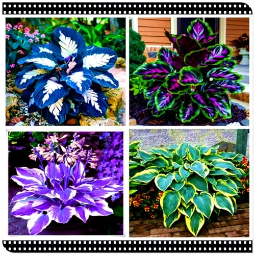 Seltene Funkie/Winterharte Funkie für den Außenbereich/Deutsche Gartenpflanze/Ideal für Gartenecken/Pflegeleicht-4 PCS-C