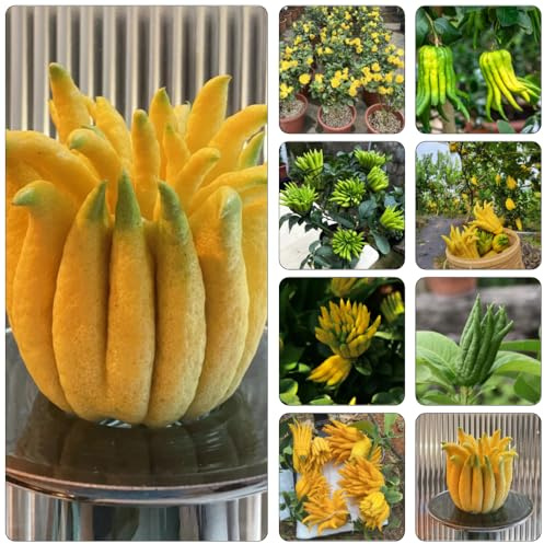 bergamotto colonnari selvatici bonsái di interni balcone resistenti medicinali cucina espaldera cucina giardino semi 150pcs