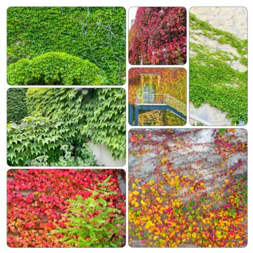 Parthenocissus tricuspidata giardino decorazioni esterni raro 225semi