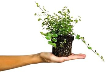 Ficus Pumila Planta Natural de Interior con Hojas Colgantes