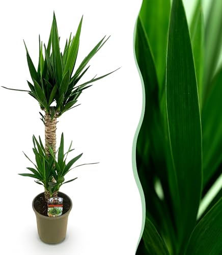 Yucca elephantipes - Yucca - Bassa manutenzione - Verde - 80-90cm - Ø19cm - Pianta d'appartamento - Sempreverde