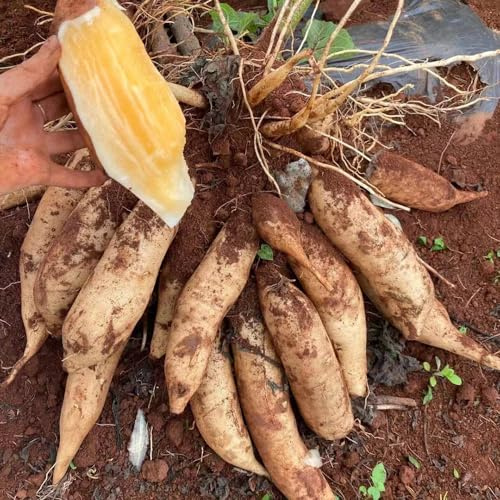 Yacon dekopflanzen hochbeett hochbeete für garten spalierobst kräutergarten bonsai topf exotische zimmerpflanzen dachbegrünung obstsamen säulenobst balkonpflanzen winterhart mehrjährig 150samen