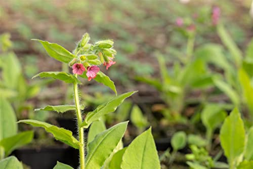 Pulmonaria rubra 'Redstart' 9x9 cm Topf – Winterhart & Mehrjährig & Pflegeleicht – Lungenkraut – Bodendecker für Schattenbeet & Unterpflanzung