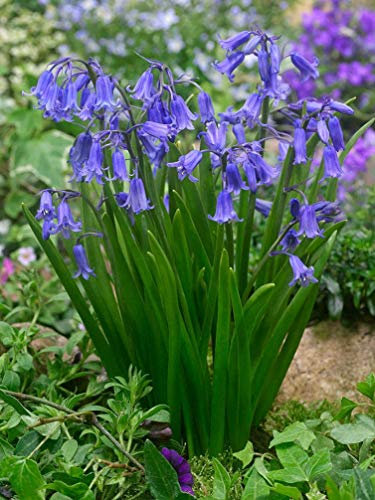 25 X Bluebell Bulbs Hyacinthoides Non-scripta, Garden Plant Flowering Bulb,Flowering Garden Easy to Grow Your Own Outdoor Garden Flower Plants 25 x Naturalizing Bulbs