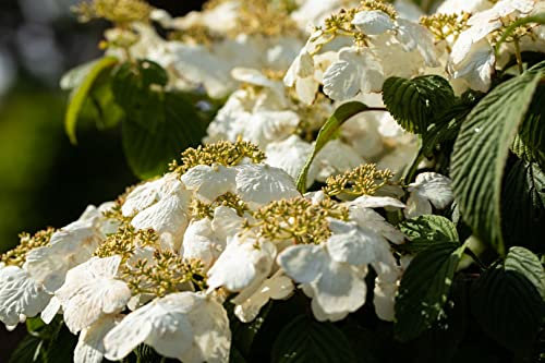 Japanischer Schneeball Viburnum plicatum Pink Beauty 80 cm Hochstamm