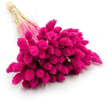 Enchanted Dekogras Getrocknetes Gras Ziergras Kanariengras Phalaris Trockenblumen Natürlich Boho Ca. 100 Stück 80 g Fuchsia