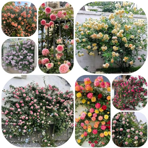 semillas resistentes de rosal, orgánica, silvestres perenne Rosas trepadoras para exterior, 150pcs