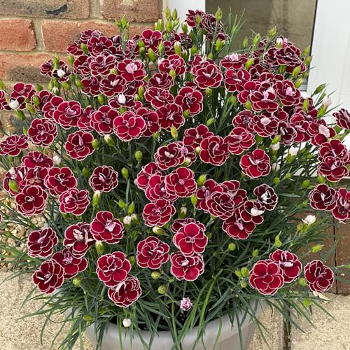Dianthus 'Garden Pleasures Bicolour Burgundy'. Plug Plant x 4. Fragrant Perennial, Ideal for Cut Flower Gardens. Available from Bedwen Plants