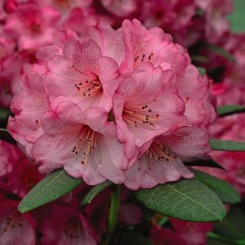 Rhododendron 'Wine and Roses' - Stunning Evergreen Foliage with Pale Pink Blooms - Compact, Ideal for Acid Beds and Containers - RHS Award Winner - 1x 3 Litre Potted Plant by Thompson & Morgan