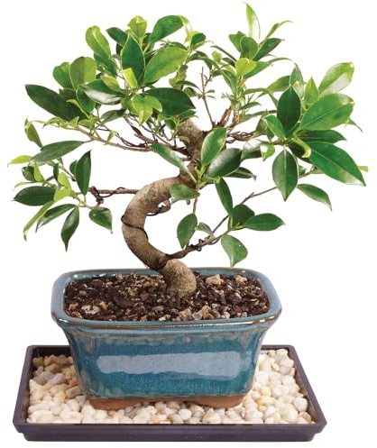 Brussel's Bonsai - Live Golden Gate Ficus Bonsai Tree with Ceramic Bonsai Pot & Humidity Tray, Indoor Bonsai Plant, 7 Years Old, 8-16 Inches Tall, Easy Care Houseplant for Home or Office (Medium)