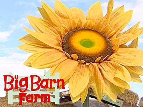 Giant Sunflower Seeds