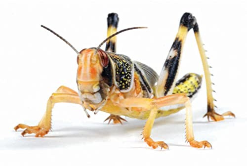 Essex Reptile Livefood - Large Locusts (22-35mm) - Eco Pack of 25 - Feeder Insects for Reptiles - Biodegradeable Packaging - Letterboxable