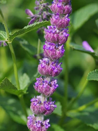 Spanische Katzenminze - Nepeta tuberosa - Catmint 10+ Samen - Seeds F 214