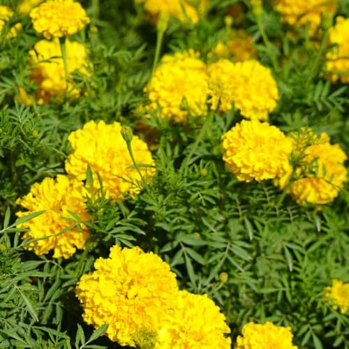 ringelblumensamen bio, zimmerpflanze Studentenblume,tagetes dekopflanzen winterharte mehrjährig seltene 150pcs