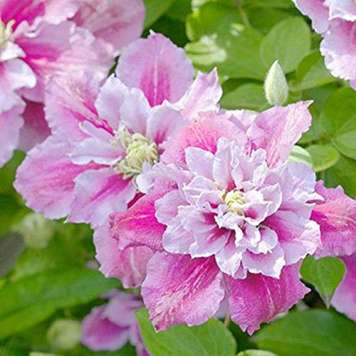 50 Double Pink and White Clematis Seeds Bloom Climbing Perennial Flowers Seed Flower Vine Climbing Perennial