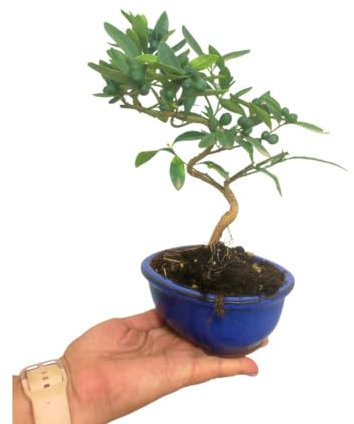 BONSAI NATURAL PARA EXTERIOR CITRUS KINZU 7 AÑOS PRODUCE FRUTO y FLORACIÓN