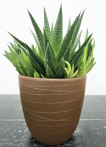 POWERS TO FLOWERS - CACTUS ECHEVERIA GASTERIA TIGA IN VASO CERAMICA BIANCA, 15CM DIAMETRO, pianta vera