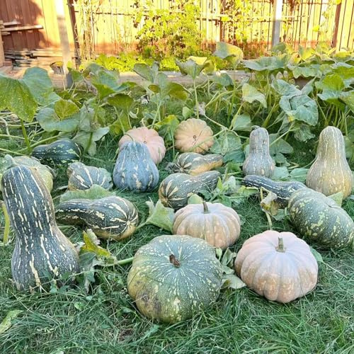 semillas de calabaza orgánicas, organicas ornamentales variedades antiguas 300pcs